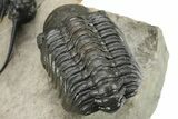 Bizarre Dicranurus Trilobite With Reedops & Paralejurus #227820-11